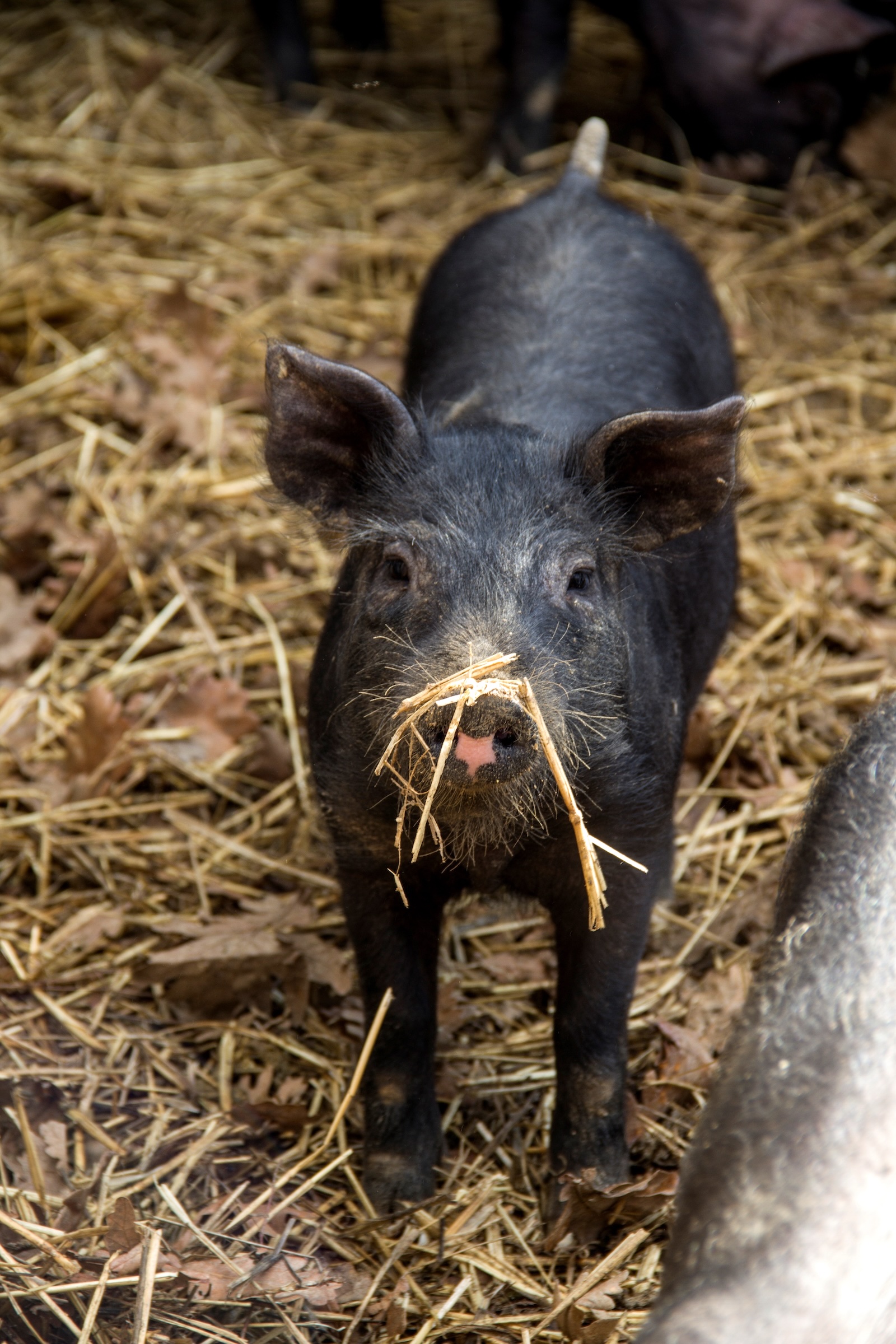 Produkty z vepříka