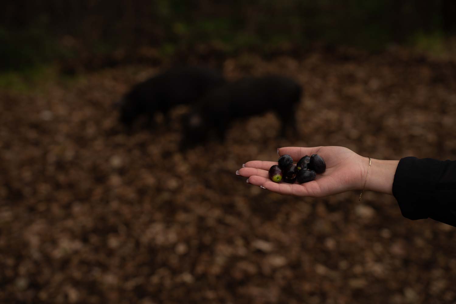 Olympský černý vepřík